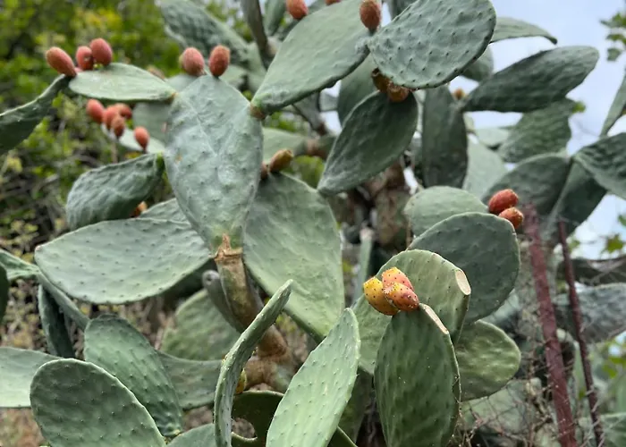 Case de vacanță Viewtyhouse Atheato